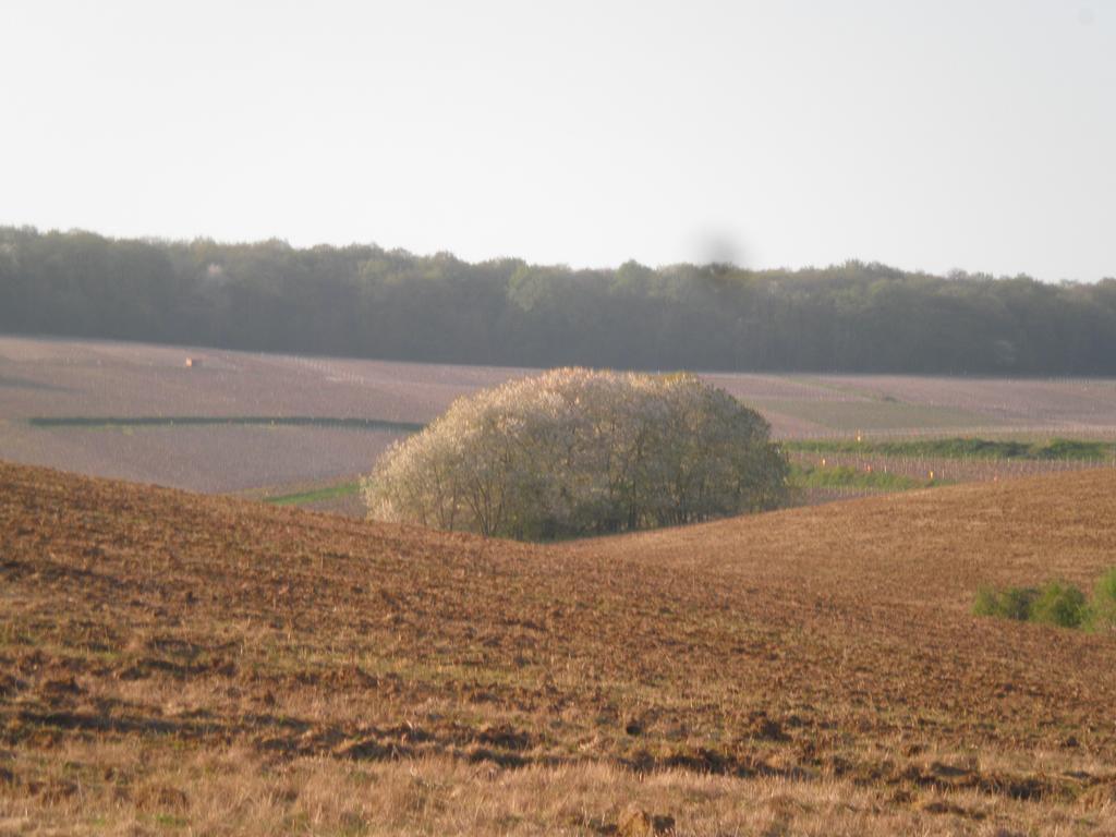 לינה וארוחת בוקר Châtillon-sur-Marne Domaine Du Moulin De L'Etang מראה חיצוני תמונה